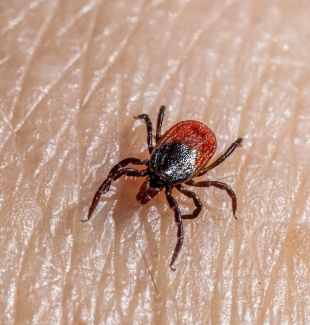 Ungeziefer Bekämpfung